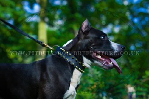Amstaff Collar with 2 Spike Rows - Cool War Design