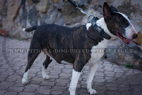 Wide Dog Collar for Bull Terrier Daily Walks
