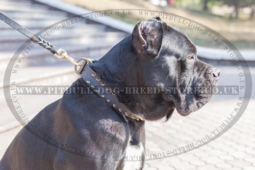 Cane Corso Collar Leather with Brass Spikes for Walking