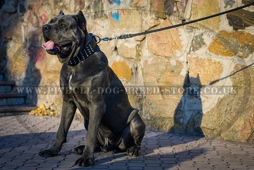 Cane Corso Collar Leather Extra Large with Spikes and Cones