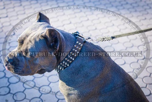 Cane Corso Dog Collar of Leather with Studs and Spikes, Brand