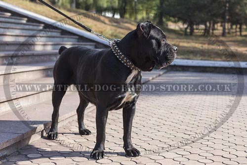 Cane Corso Dog Collar Leather, Spiked and Studded