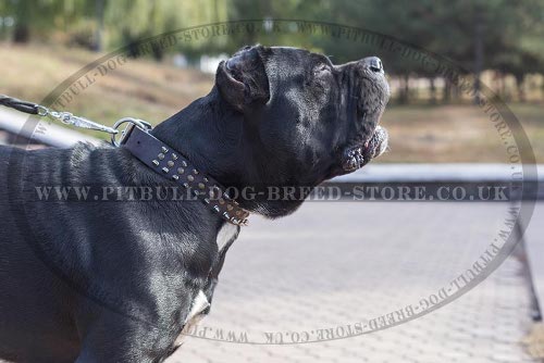 Cane Corso Dog Collar Leather with Spikes and Studs
