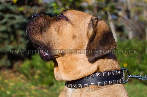 Cane Corso Leather Collar with Caterpillar Nickel Studs