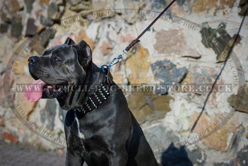Cane Corso Leather Collar Extra Wide with Cones and Spikes