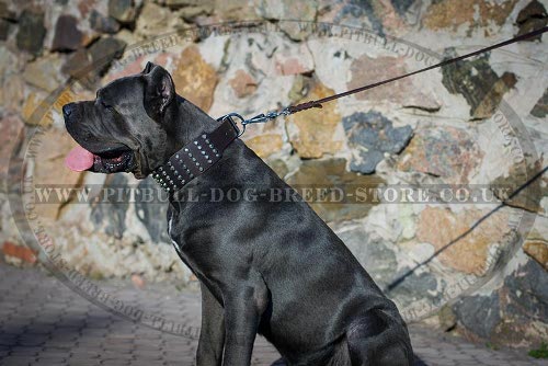 Cane Corso Leather Collar Extra Wide with Pyramids