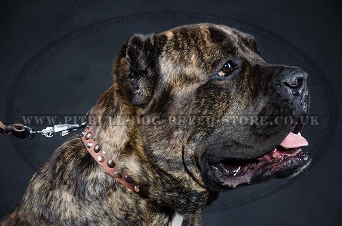 Cane Corso Leather Collar with Studs and Cones