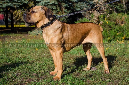 Cane Corso Leather Dog Collar with Square Brass Studs