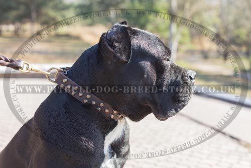 Cane Corso Leather Dog Collar with Brass Conic Frustrums