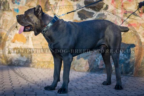 Cane Corso Mastiff Collar Leather with Nickel Cones and Plates
