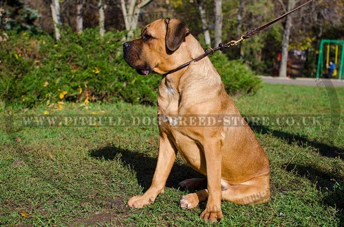 Cane Corso Training Collar for Obedience and Control