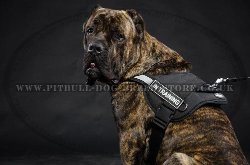 Cane Corso Training Harness Nylon Reflective with Patches