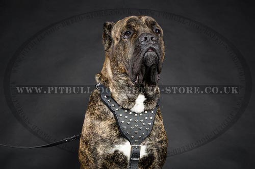 Cane Corso Walking Harness of Leather with Pyramids