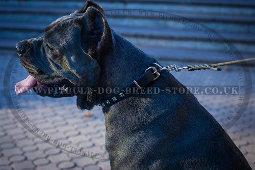 Collar for Cane Corso of Narrow Leather with Square Studs