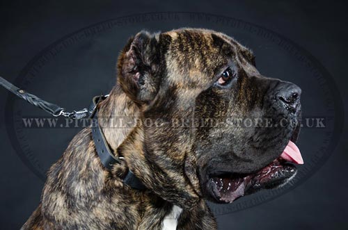 Dog Choke Collar of 2-Ply Leather & Nickel Hardware
