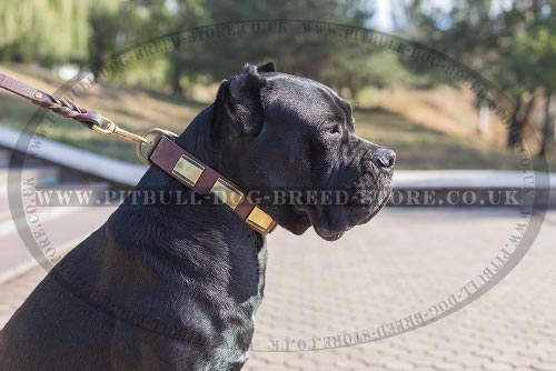 Dog Collar for Cane Corso, Leather with Brass Plates