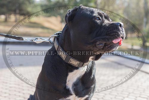 Dog Collar for Cane Corso of Leather with Large Plates