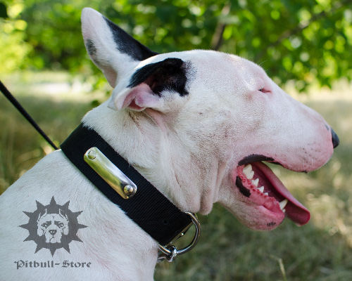 Dog Collar Name Plate for Bull Terrier Identification, Nylon