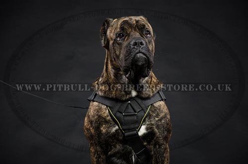 Dog Harness for Cane Corso of Nylon with Padded Chest Plate