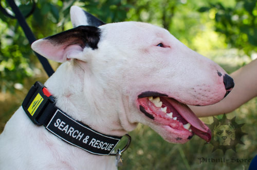 Nylon Dog Collar with Patches & Buckle for Bull Terrier Training