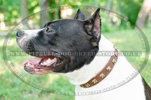Fashion Dog Collar of Leather with Square Studs for Amstaff