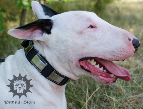 Funky Dog Collar with Nickel Decoration for Bull Terrier