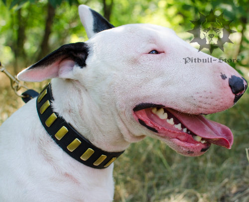 Gorgeous Dog Collar for Bull Terrier, Wide Leather, Brass Plates