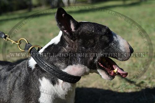 Leather Choke Collar with Braided Decor for English Bull Terrier