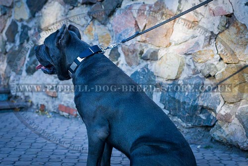 Leather Collar for Cane Corso with War Style Plates