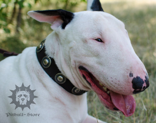 Leather Dog Collar with Vintage Round Studs for Bull Terrier