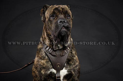 Leather Dog Harness for Cane Corso Training, Work and Walking
