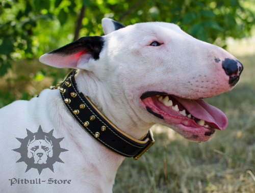 Luxury Leather Dog Collar Spiked & Nappa Padded for Bull Terrier