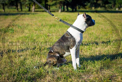 Leather Choke Collar of Braided Design for Active Pitbulls