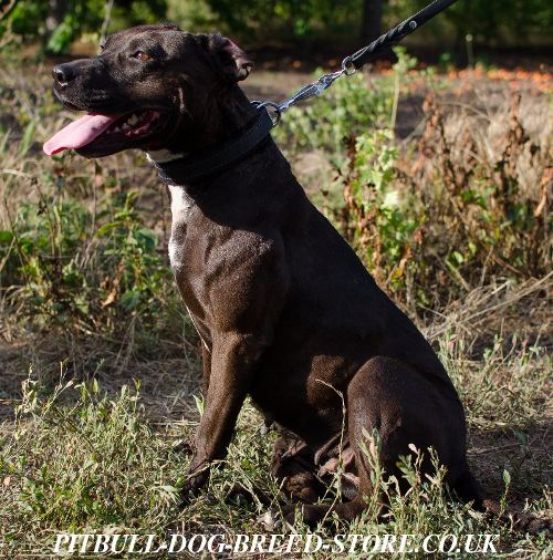 Padded Leather Dog Collar for Pitbull Training and Walking