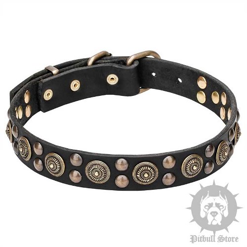 Pitbull Collar Leather with Bohemian Design Brass Studs