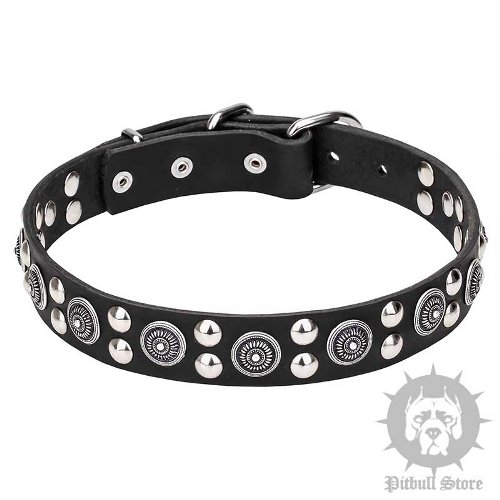Pitbull Collar Leather with Silver-Like Magnificent Studs
