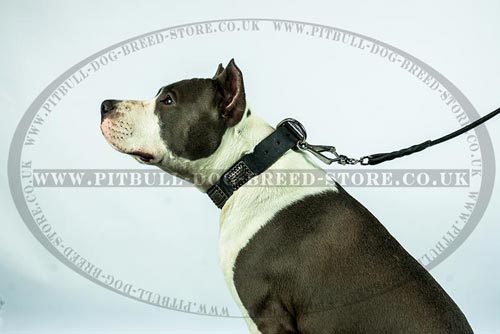Military Dog Collar for American Staffordshire