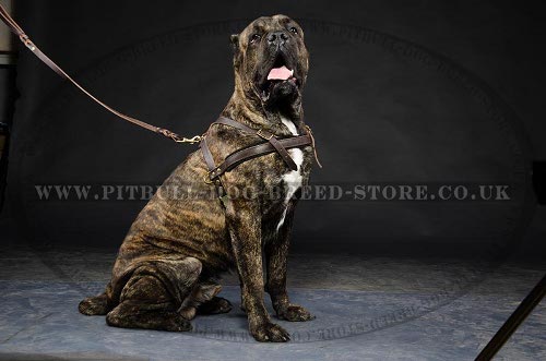 Pulling Harness for Cane Corso of Leather