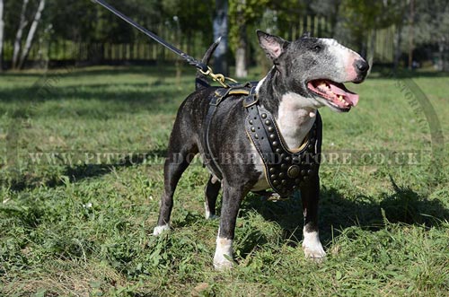 Royal Dog Harness for English Bull Terrier, Luxury Style