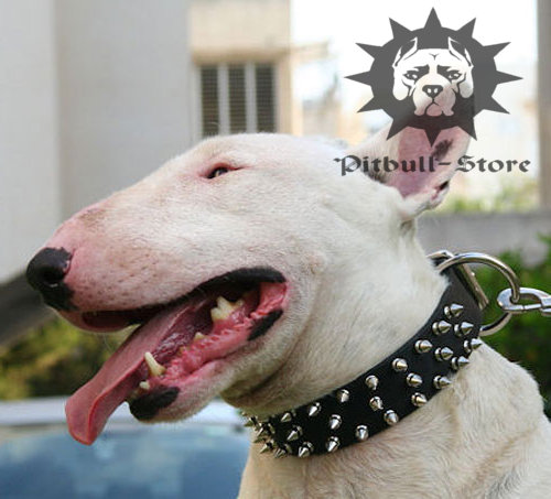 Bull Terrier Dog Collar of Leather with Spikes in Three Rows