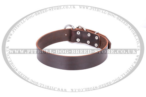 Staffy Leather Dog Collar "Calm Walk" FDT Artisan of Brown Color