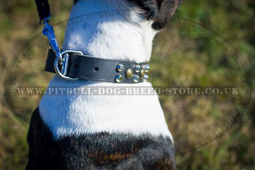 Pitbull Studded Dog Collar for Daily Activities