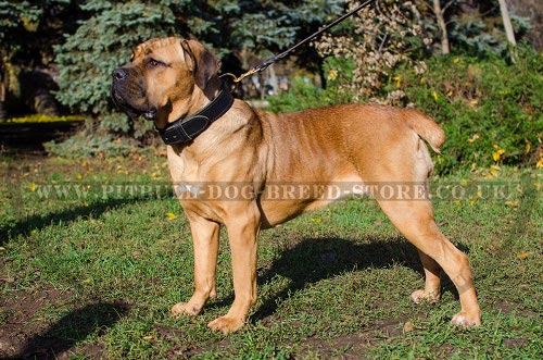 Thick Collar for Cane Corso of Double Leather for Training