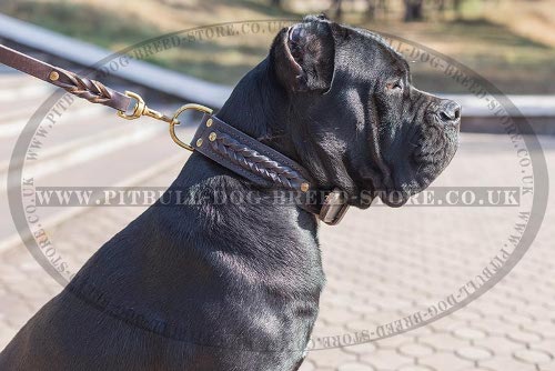 Thick Collar for Cane Corso, Double Leather with Braids