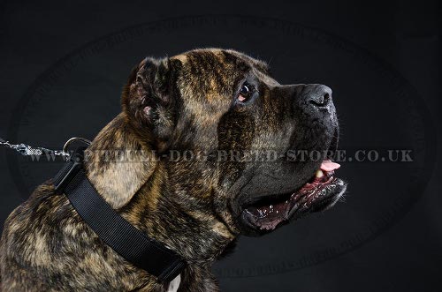 Training Collar for Cane Corso, Nylon with Quick-Release Buckle