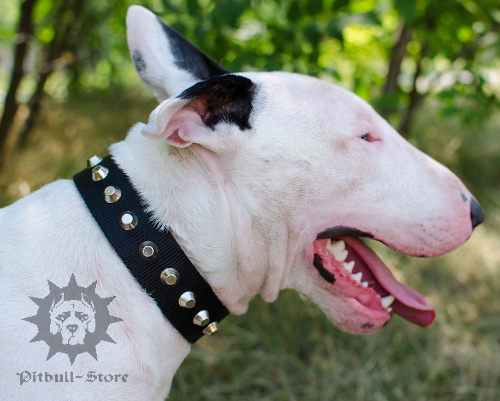 Walking Dog Collar for Bull Terrier, Nylon with Nickel Studs
