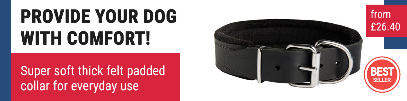 Padded Dog Collar of Felt-Lined Leather for Bull Terrier